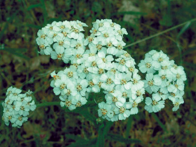 Herb Basics: Tips On Skin Sprays, Ear Infection Remedies, and More Image
